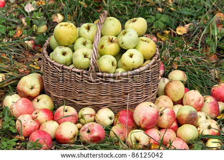 basket with apples in a garden and the heap of apples lies on the earth.