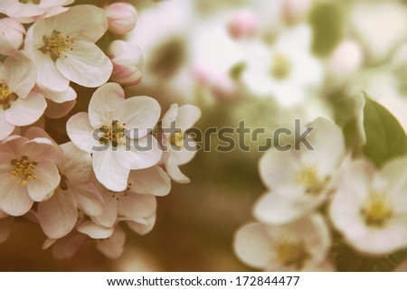 Closeup Of Apple Blossom Flowers With Vintage Color Filters