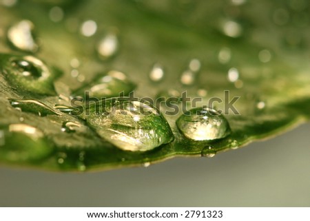 Water drops on leaf after the rain