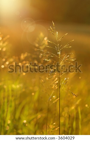 Golden glow in the early evening