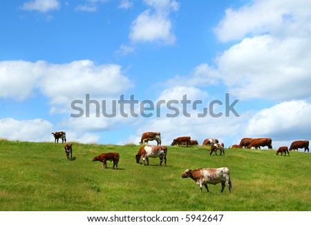 Cows grazing on the hill
