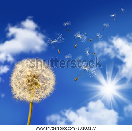 Dandelion seeds blowing in the wind against blue sky