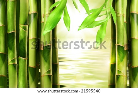 Bamboo shoots with water