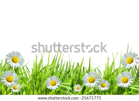 White+daisies+background