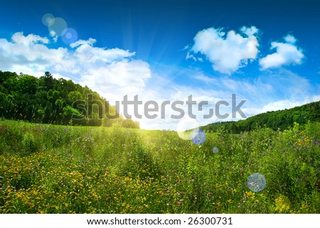June flowers with bright sunny summer sky
