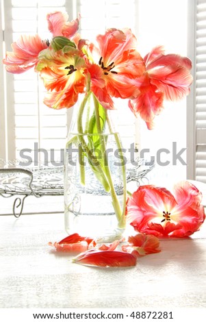 Beautiful tulips in old milk bottle in front of a sunny window