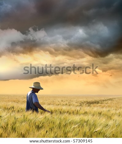 Farmer checking his crop of wheat against a beautiful sunset