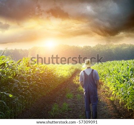 Farmer walking in corn fields with beautiful sunset Farmer walking in corn fields with beautiful sunset