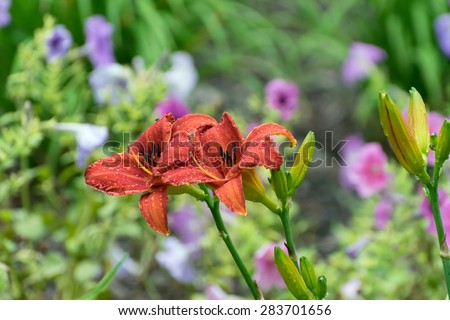 A pair of beautiful Red Asiatic Lilies in a garden covered with water drops after a Spring rain.