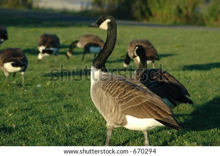 Happy Goose