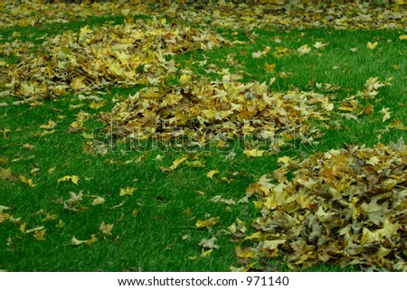 Leaf Piles