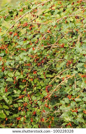mulberry  - fresh mulberry - mulberry tree - fruit