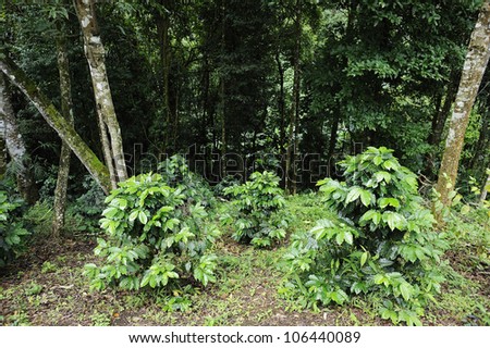 Coffee beans - Coffee plantation