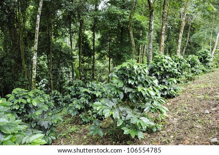 Coffee plantation - Coffee trees - cultivate