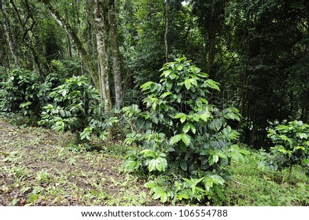 Green coffee - coffee trees