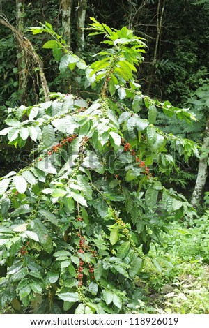 Arabica - Coffee - Coffee tree - Coffee beans on trees - Coffee plantation