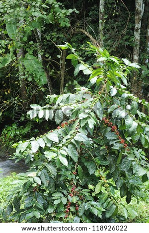 Arabica - Coffee - Coffee tree - Coffee beans on trees - Coffee plantation - Coffee seedlings