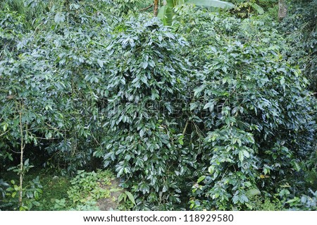 Coffee trees - Coffee plant - Coffee bean on tree - Coffee tree with ripe