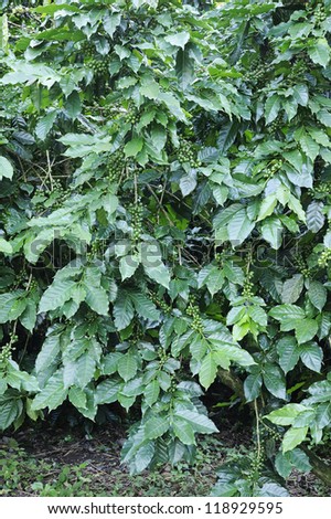 Coffee - Coffee trees - Coffee plant - Coffee bean on tree - Coffee tree with ripe
