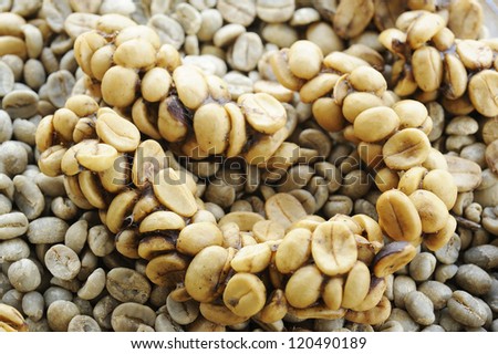 Arabica - coffee  arabica - coffee beans - coffee beans by viverridae - coffee seed - viverridae made coffee seed