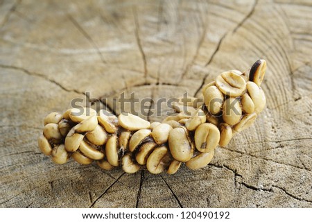 Arabica - coffee  arabica - coffee beans - coffee beans by viverridae - coffee seed - ripe