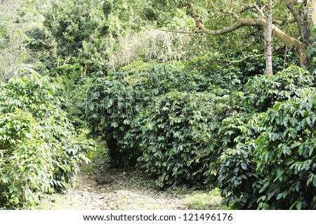 Coffee - Coffee trees - Coffee plant - Coffee bean on tree - Coffee tree with ripe -Coffee at  Doi Chang - Chiang Rai - Thailand