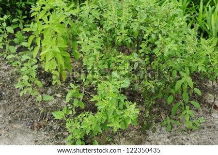 Basil - basil leaves - basil leaf - Thai basil - Thai lemon basil - herb - spicy
