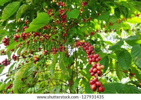 Coffee - Coffee tree with ripe - Coffee beans on trees