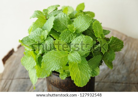 mint -  mint leaves - herb