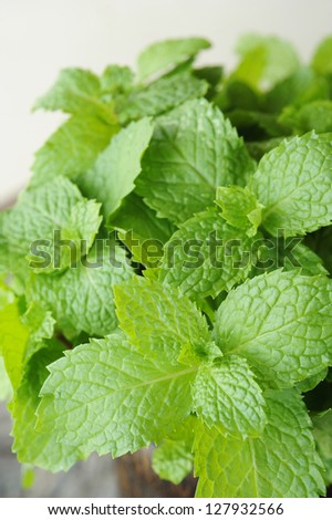 mint - mint leaves - herb