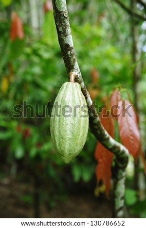 cacao - cacao plantation - cacao tree