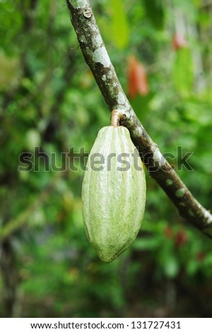 cacao - cacao plantation - cacao tree