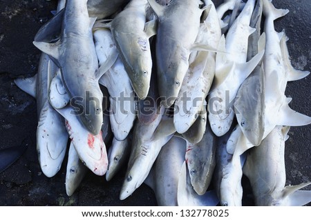 Dead sharks at fish market - shark fin