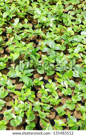Coffee plantation - Coffee trees