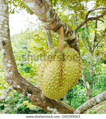 Durian - Durian tree - durian on tree - thai fruit
