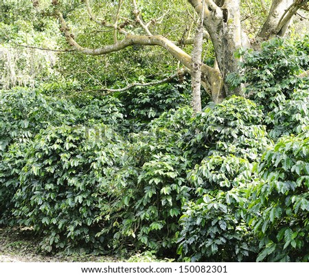 coffee plant - coffee trees