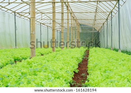green oak lettuce - green oak lettuce farm - vegetable for salad