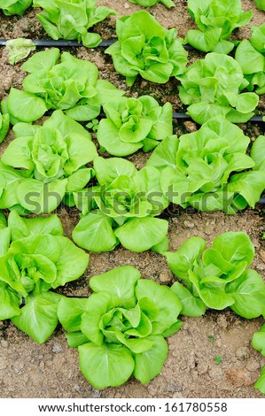 butter head lettuce - butter head lettuce farm - vegetable for salad