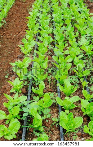 Baby Cos Lettuce - green cos - green cos lettuce - lettuce farm - vegetable for salad