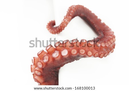 Octopus Tentacle - Octopus