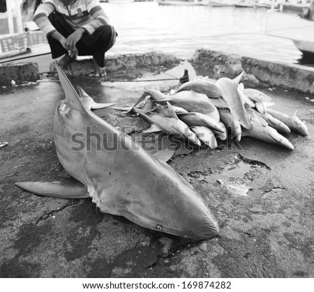 sharks dead at fish market - shark fin