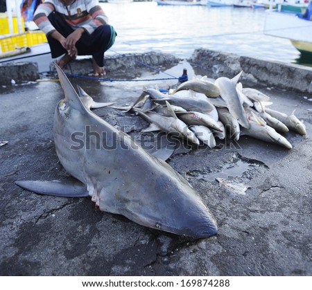 Sharks Dead At Fish Market - Shark Fin