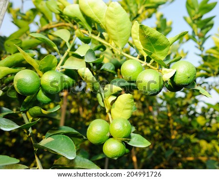 green lemon - lemon tree -limes - lime tree