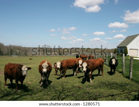 group of cows looking into camera; in pasture,blue skies, puffy clouds