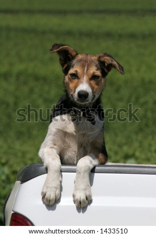 cute dog standing in back of truck