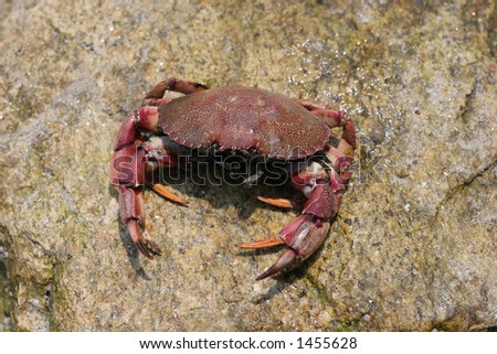 live crab on rock