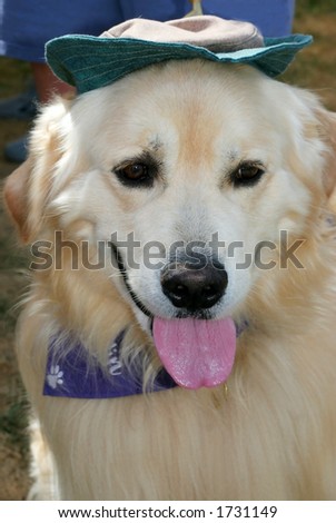 beautiful golden retriever with scarf and hat