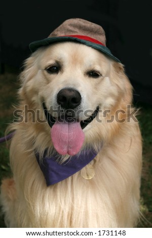 beautiful golden retriever with scarf and hat