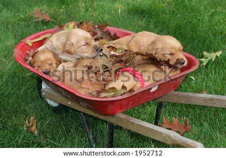golden retriever puppies colorado. cute golden retriever puppies