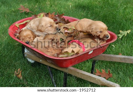 cute golden retriever puppies sleeping. golden retriever puppies